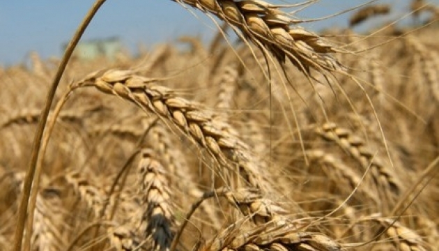 В Украине уже собрали 30,9 млн тонн зерновых и зернобобовых