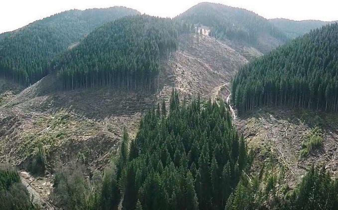 вырубка карпатского леса в Украине